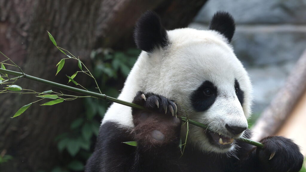 Due panda giganti lasciano la Cina: destinazione uno zoo di Atlanta