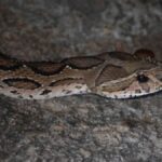 Scozia, bambino di 6 anni morso da una vipera: scambiata per una lucertola