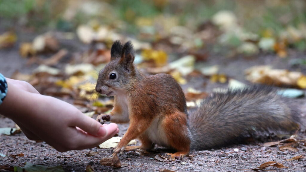 Reati contro gli animali, i Carabinieri hanno perseguito 3.189 casi in Italia nel 2026